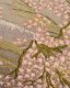 Cherry Blossom closeup